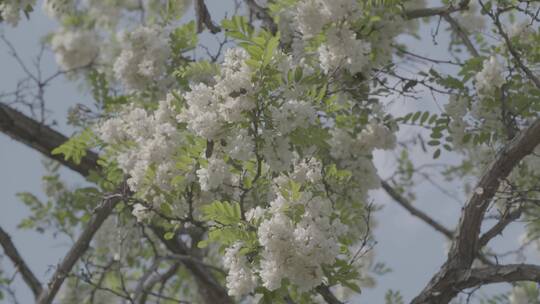 槐花LOG视频素材