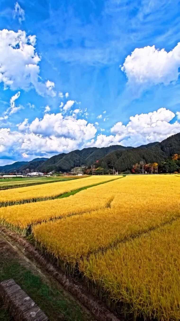 蓝天白云下的金黄稻田