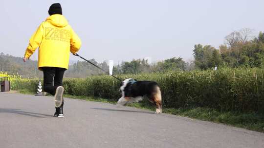 遛狗 边牧 牵狗 牵绳遛狗 小狗