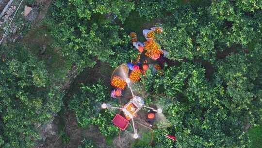 无人机运输橙子 现代农业