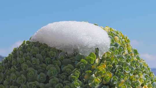 融化的积雪 冰雪消融视频素材模板下载