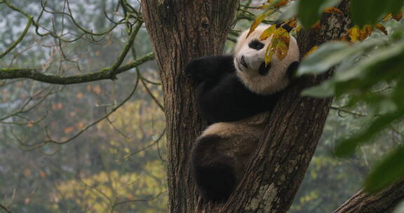 秋季大树上玩耍的国宝大熊猫