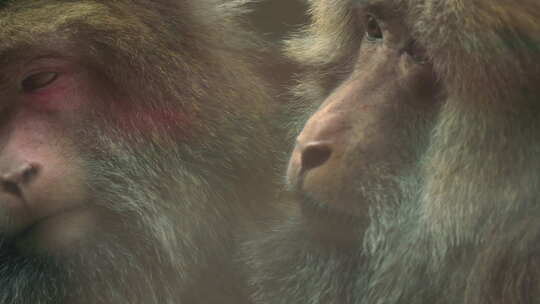 特写两只猴子抓虱子整理毛发视频素材模板下载