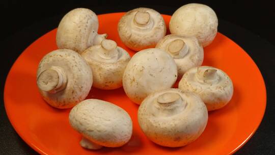 白蘑菇口菇