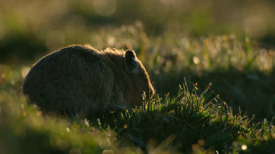 一只正在吃草在鼠兔草原老鼠