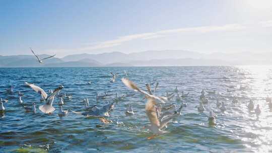 大理洱海海鸥视频素材模板下载