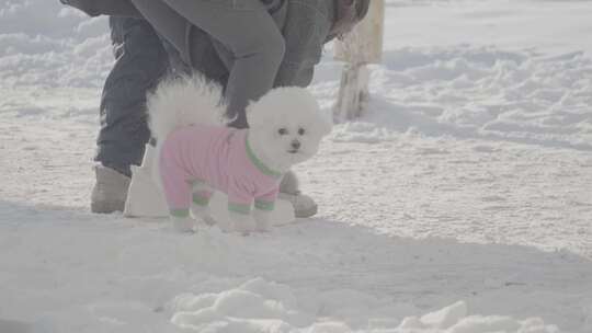 穿粉色衣服的小狗在雪地里行走