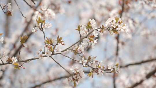 春天春暖花开白色花朵桃花樱花空镜