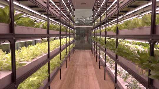 温室大棚内蔬菜种植场景现代蔬菜