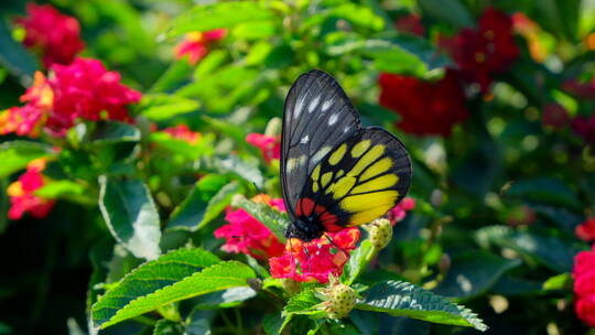 花园花丛中蝴蝶飞舞 五色梅视频素材模板下载