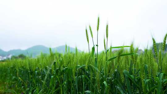 夏天小满节气麦田里带着雨水露珠的小麦麦穗