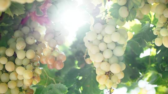 太阳下葡萄藤上成熟的葡萄