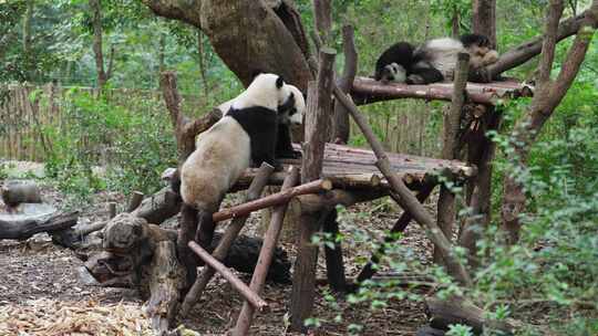 一群可爱大熊猫在玩耍
