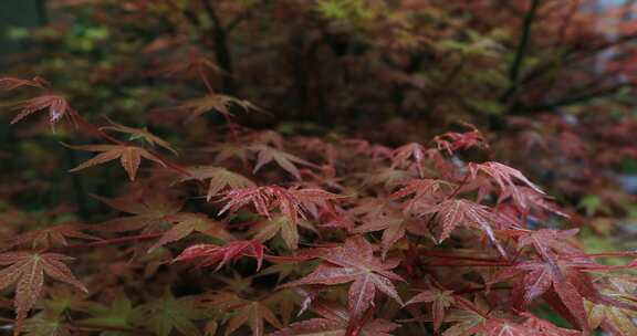 私家花园别墅小院春天的花园生机勃勃