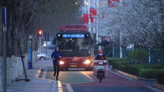 威海世昌大道上的樱花与公共汽车