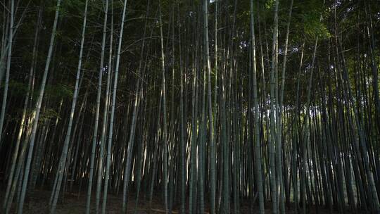 杭州西湖景区植物园