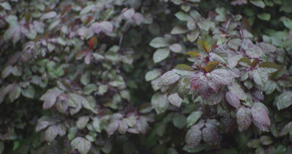 下雨树叶花朵上的雨水雨珠