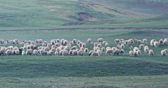 唐古拉山镇 放牧的羊群