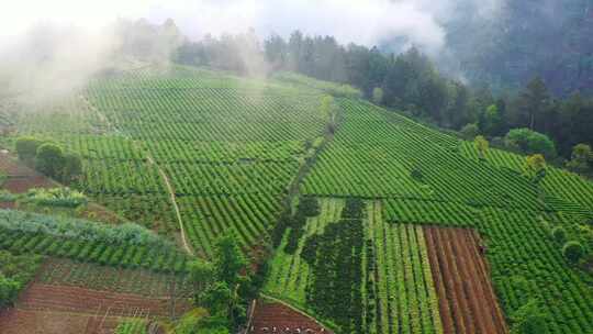 湖北利川文斗谪仙茶园高山茶园