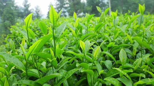 茶园茶叶茶茶山绿茶农业茶海采茶茶文化