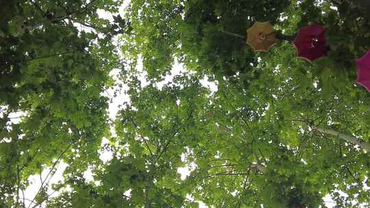 城市绿化植物法国梧桐实拍