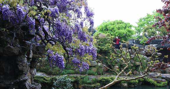 苏州网师园二百五十岁紫藤开花 紫色花海