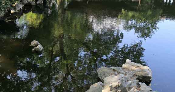 阳光绿植太湖石园林庭院水景沉浸式氛围