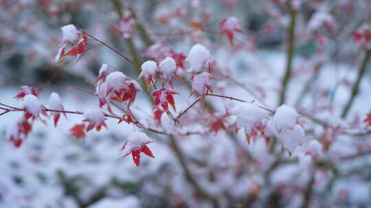 枫叶积雪素材