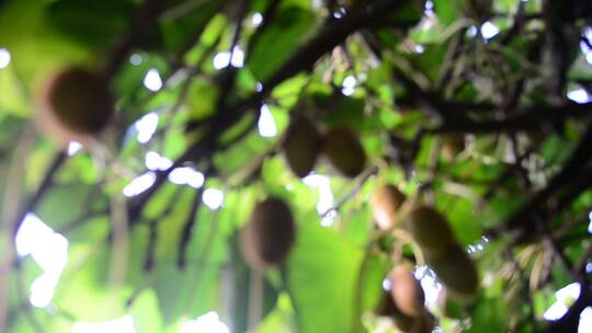 农村成熟的猕猴桃奇异果果实视频素材模板下载