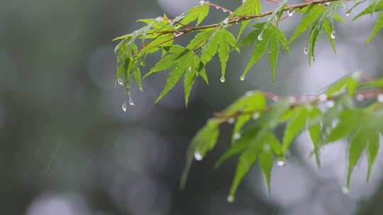 雨滴从绿色植物上落下唯美素材