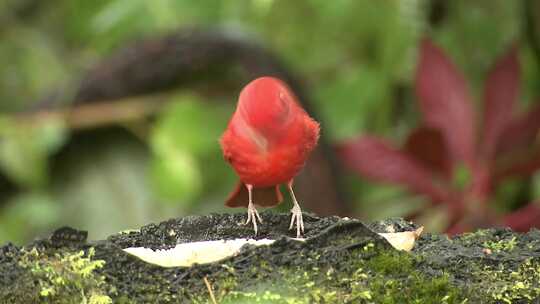 红色的小鸟
