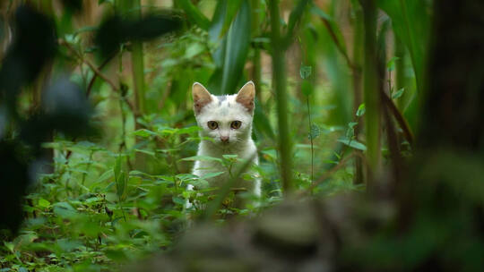 田野里玩耍的猫咪