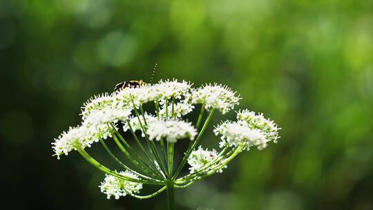 长角 甲虫 昆虫  开花 盛开