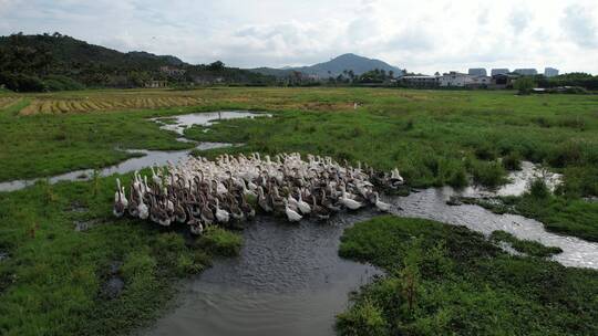 鹅群，稻田，田野，三亚万宁村里_0082