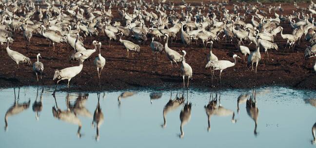 湖边一群要迁徙活动的鸟类慢镜头