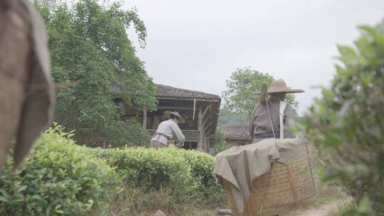 采茶 茶叶 制茶