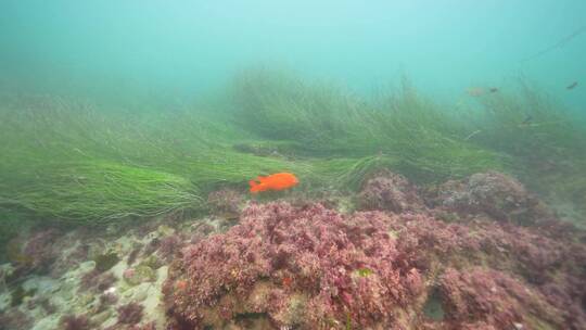 海底海草鱼类海洋生物