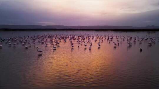 火烈鸟大海海岛湿地湖泊戏水鸟类保护动物