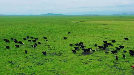 青藏高原草原牦牛牧民自然视频素材模板下载