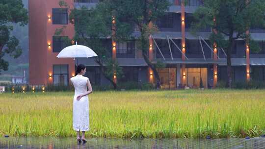 旗袍美女撑伞眺望秋天米稻田水粮食民宿下雨