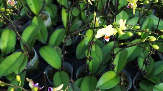 蝴蝶兰 兰花 花朵 观赏花 卉漂亮的花朵