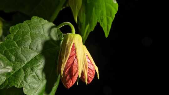 开花枫树abutilon开花和植物运动延