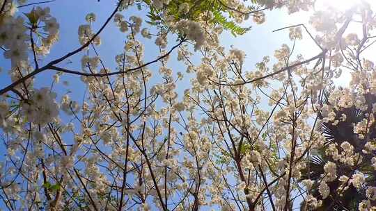 春暖花开 慢镜头 油菜花和樱桃花