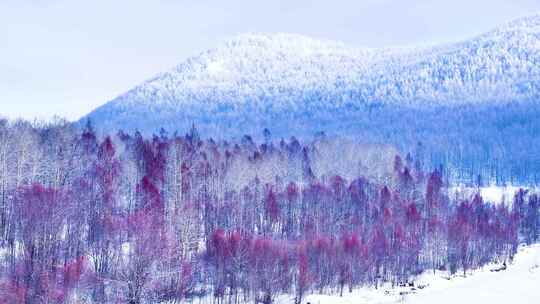 航拍大兴安岭林海雪原雾凇红柳250101-15