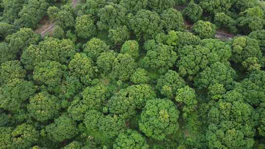 广东东莞：满山遍植荔枝树