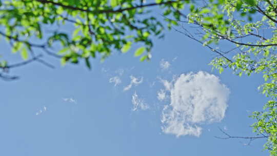 小清新夏日唯美空镜头 立夏 夏至