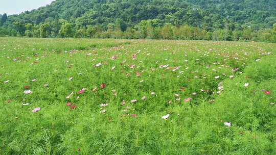 花海1，秋英，大波斯菊