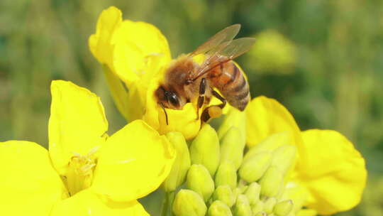 蜜蜂在油菜花上采蜜慢镜头特写