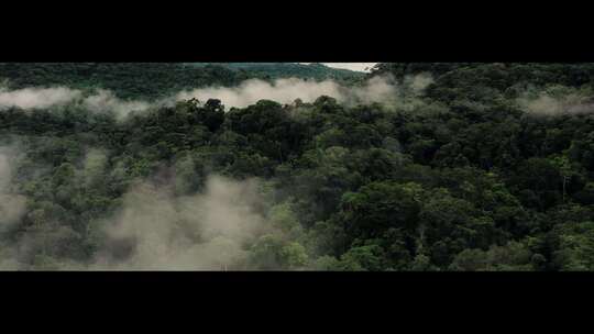 东南亚原始森林，下半身镜头，探险