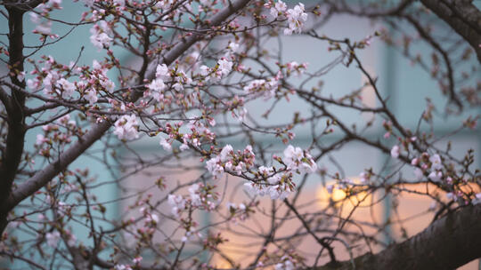 武汉春天花季盛开的樱花